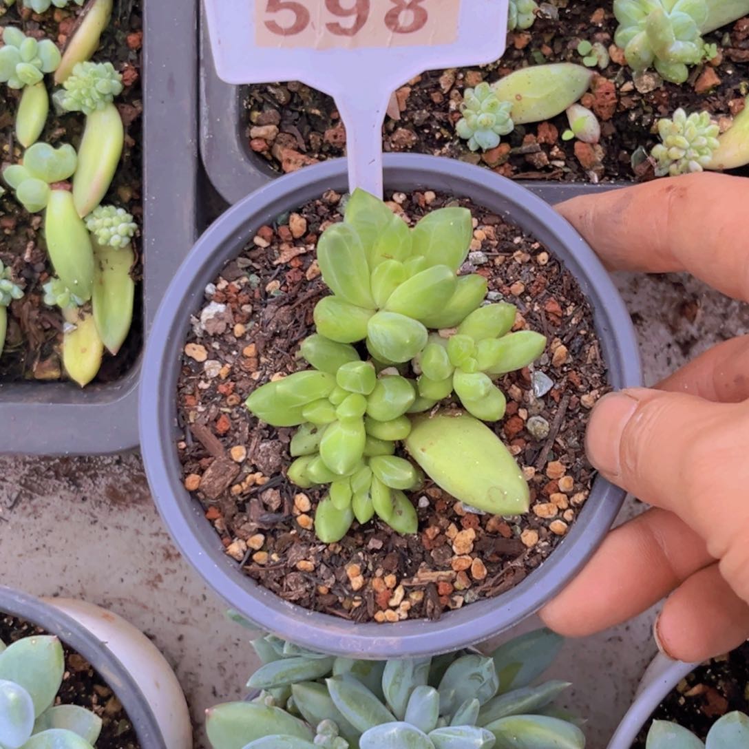 媛*?多肉植物领航员缀598