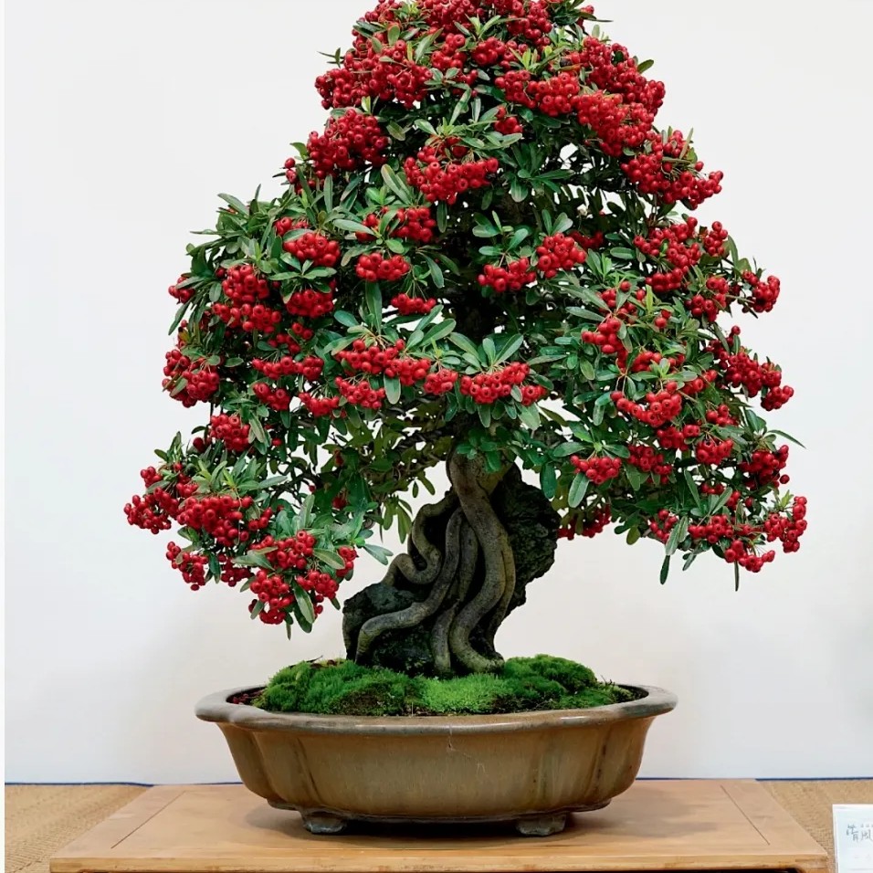 吉祥果火棘盆栽花卉适合室内外庭院阳台种植四季观赏绿植火棘盆景