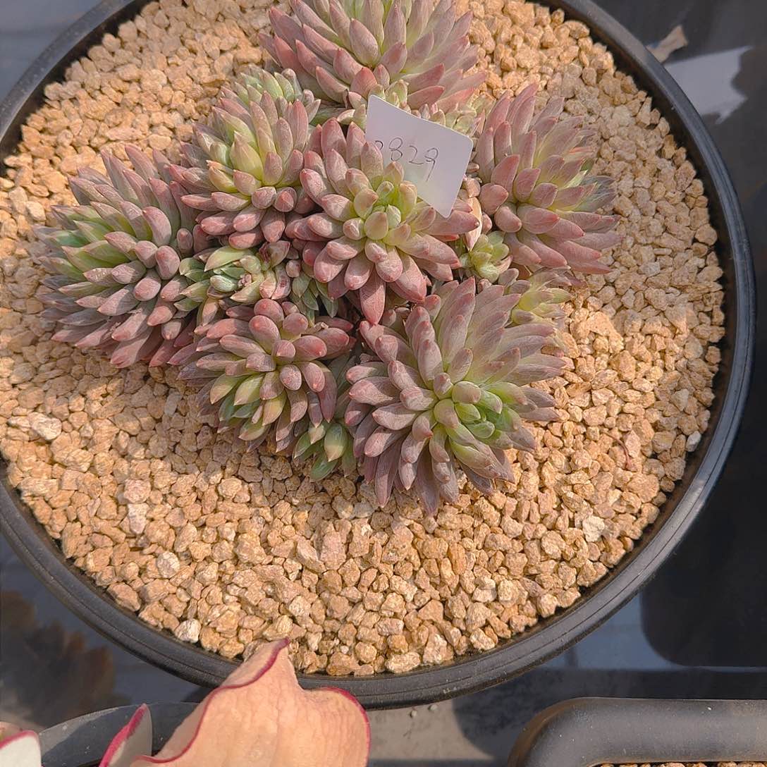 福*慧0829炫彩星多肉植物