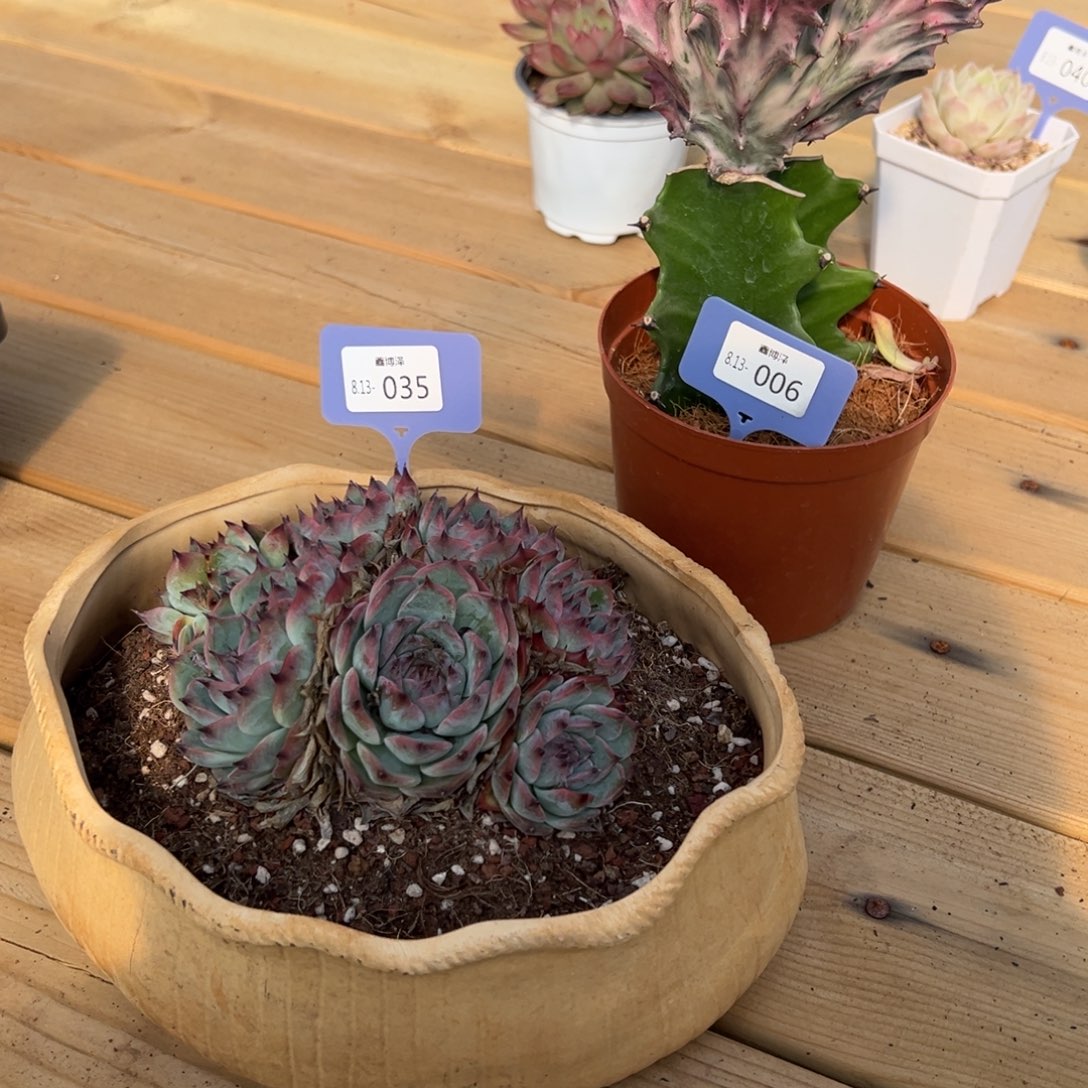 酥**麻定向8.13-006 035 两颗 