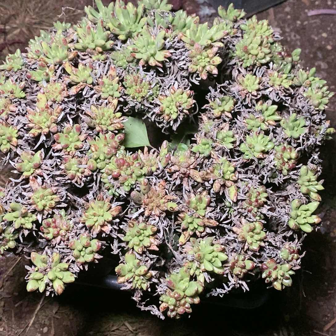 【闪购商品】哈哈哈哈绿菊1433多肉