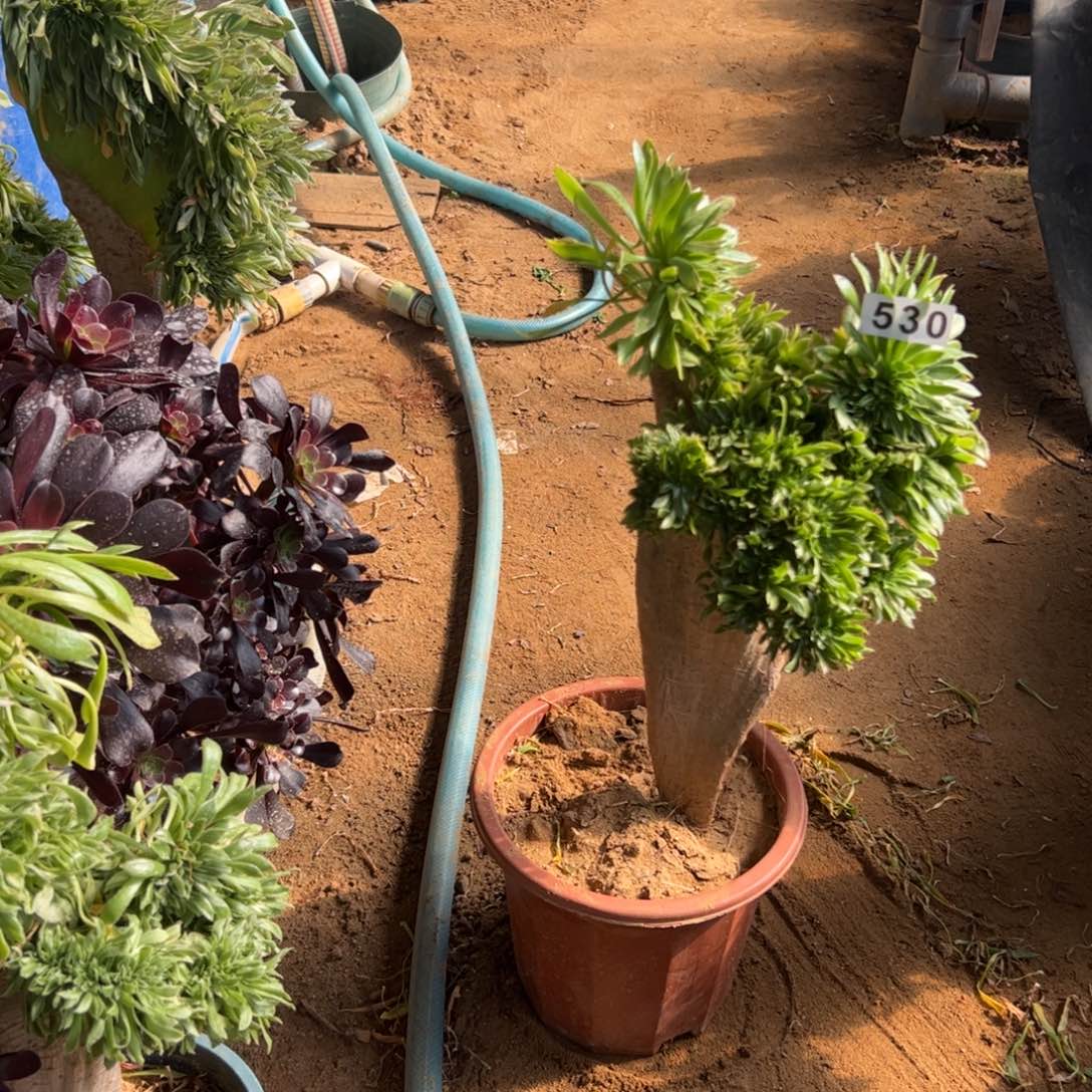 绿瑶530高36厘米