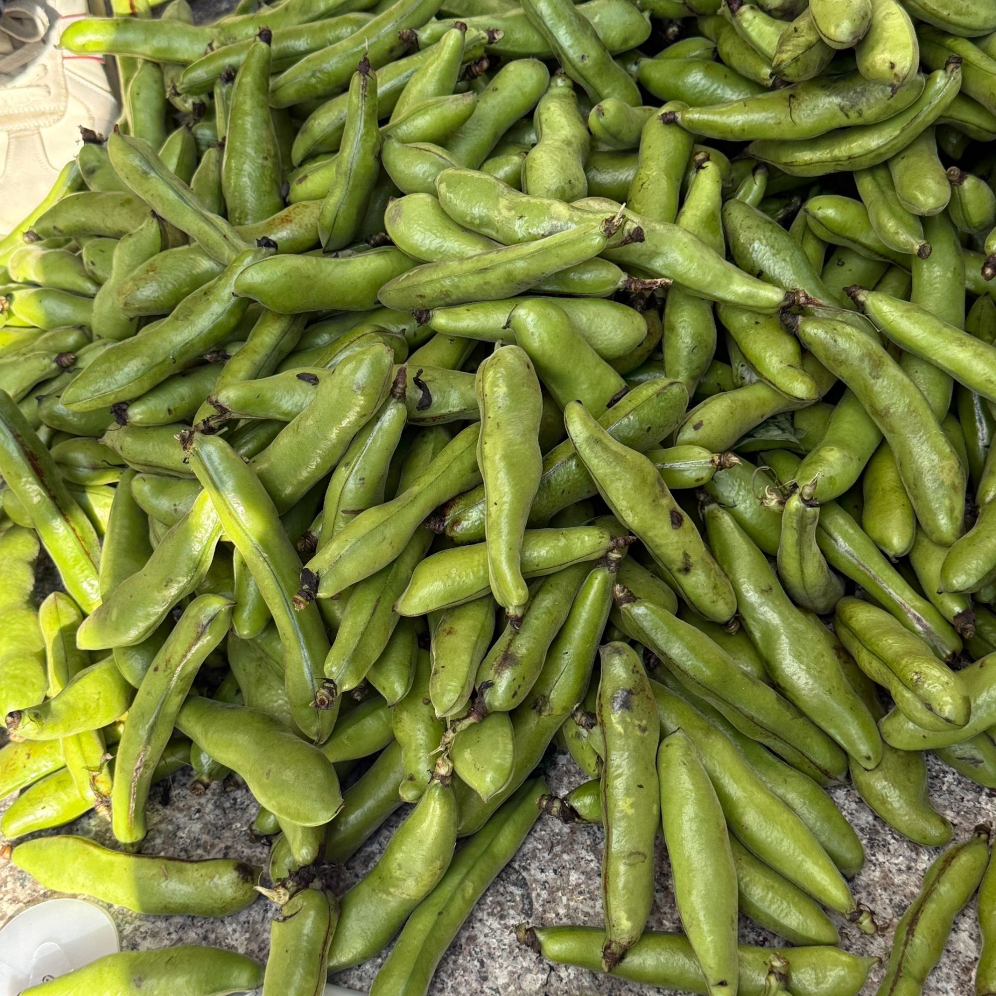 新鲜蚕豆 颗粒饱满 新鲜采摘现摘现发蚕豆