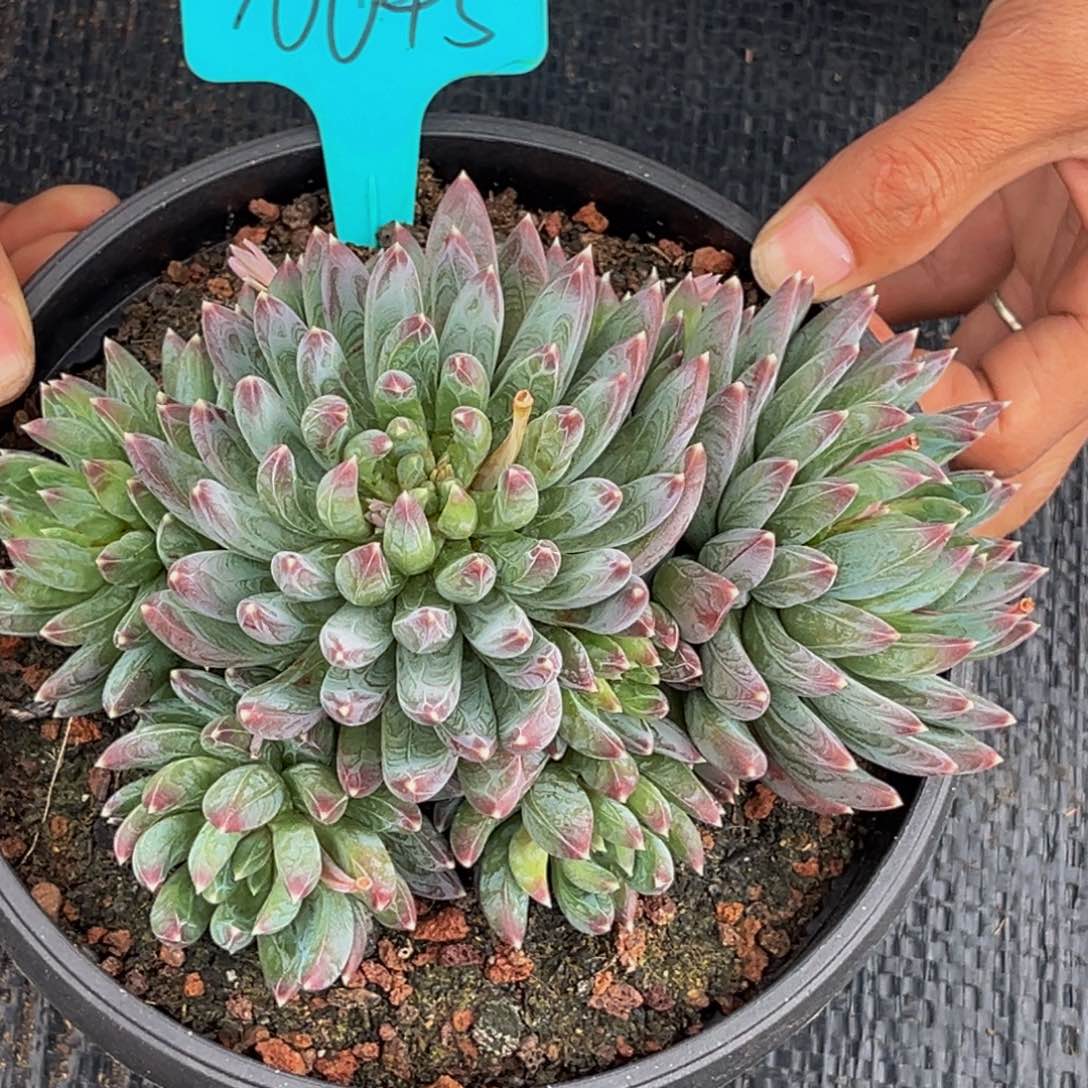 10045号上午多肉植物群生多肉植物