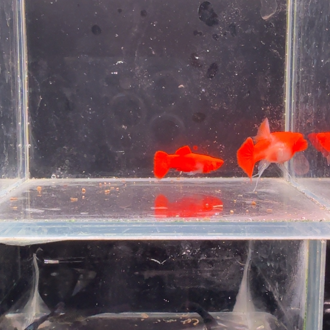 ****小海水鱼鸿运当头双份水缎带1对