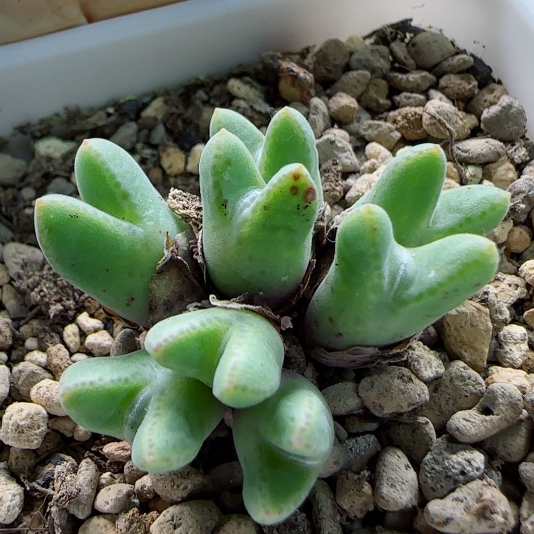 1-20-10-5当天满58包邮日系985多肉脱土