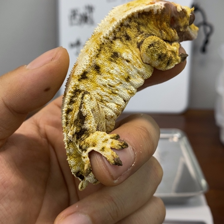 睫角守宫2025.12.14六十四