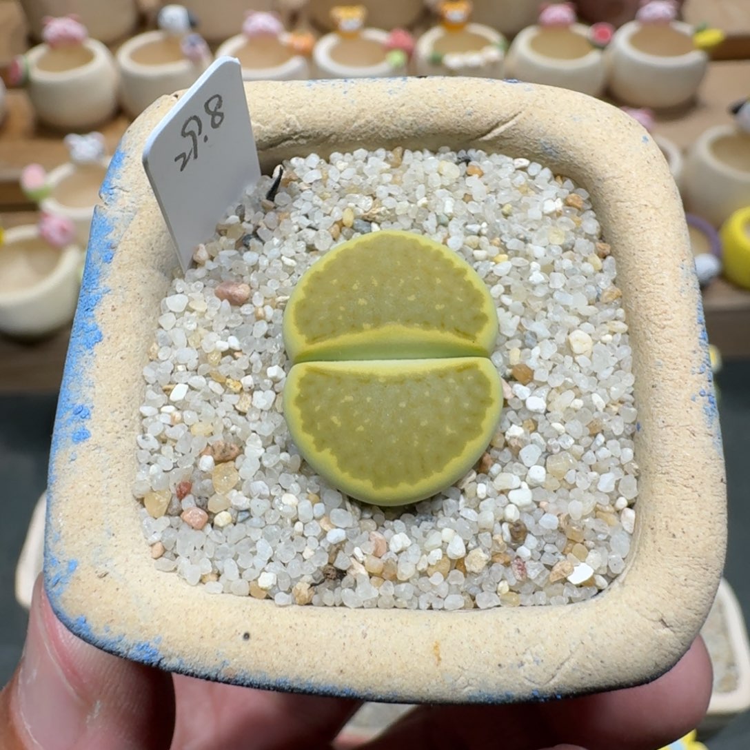 蘑菇1099黄巴厘净窗多肉植物