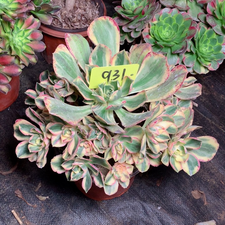 931青花瓷多肉111111