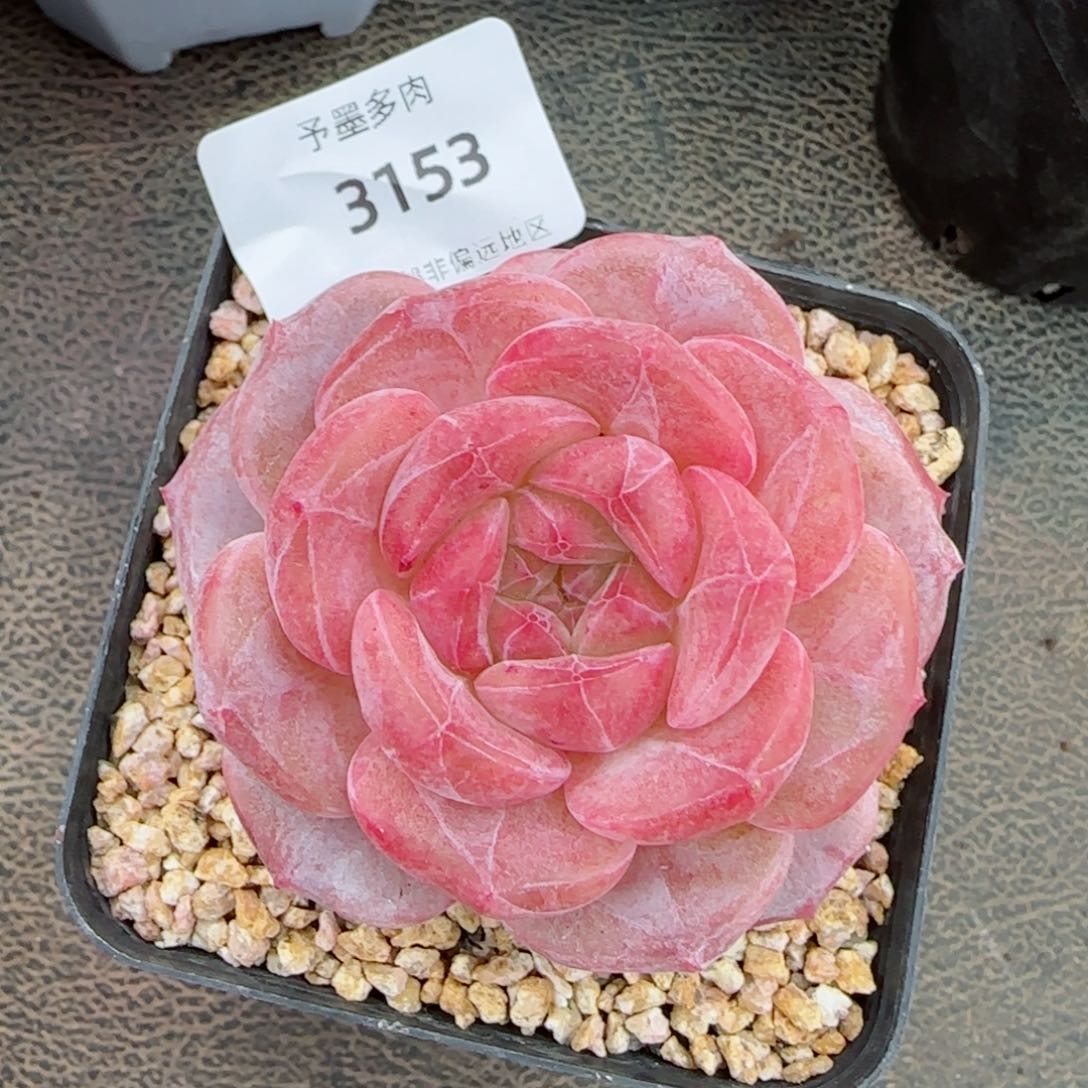 雪魄，3153多肉植物