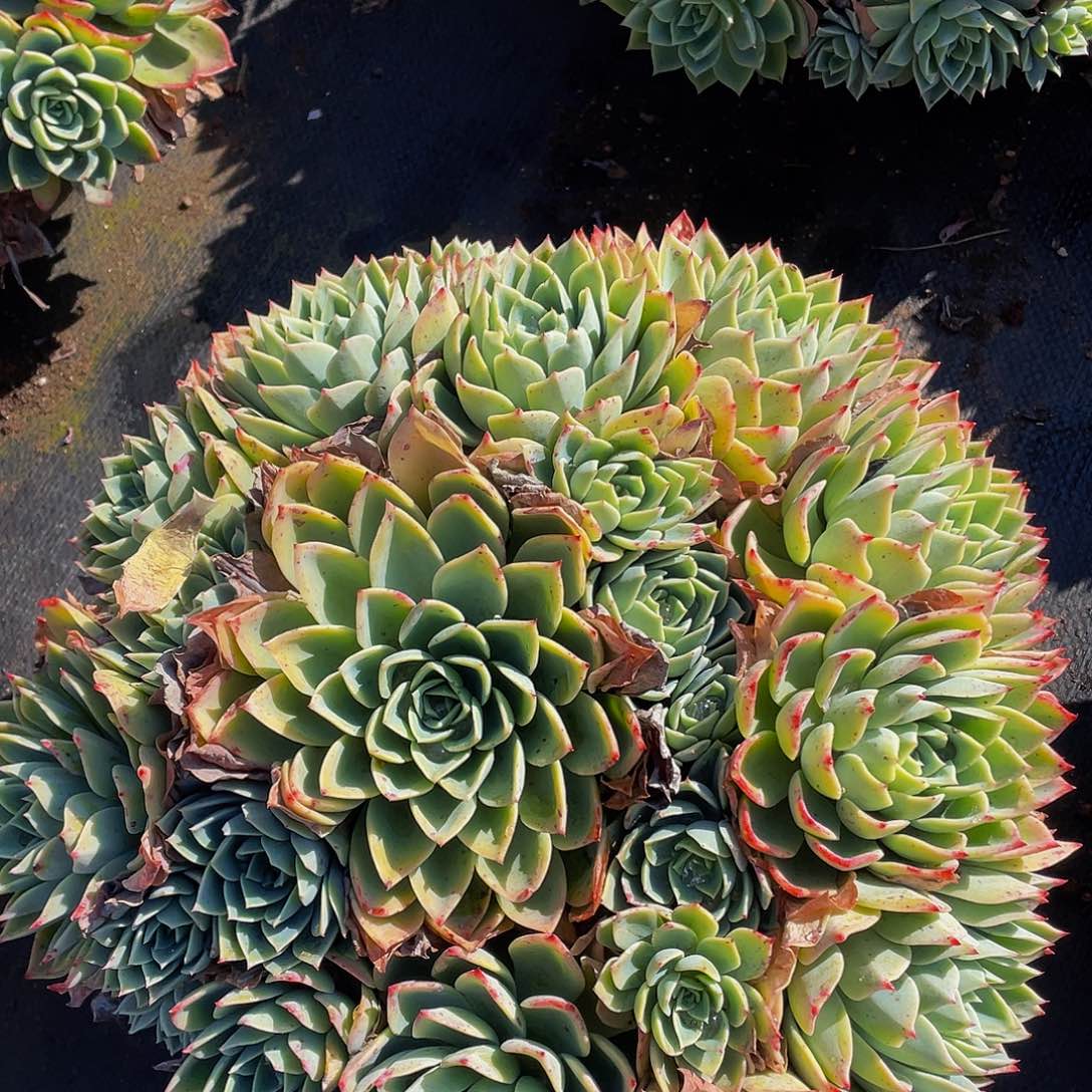 三色锦带盆土32.8多肉