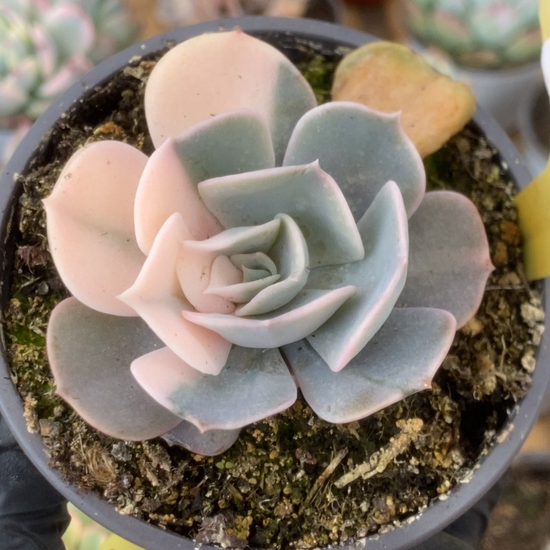 506双子座锦锦锦锦锦锦