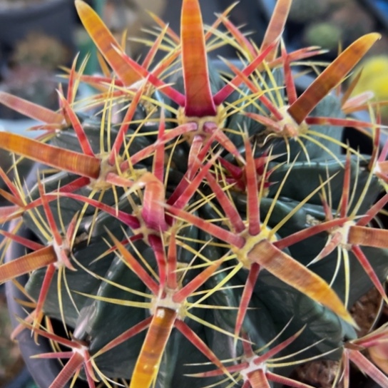 墨西哥丸叶日出（0.8宽刺精品）