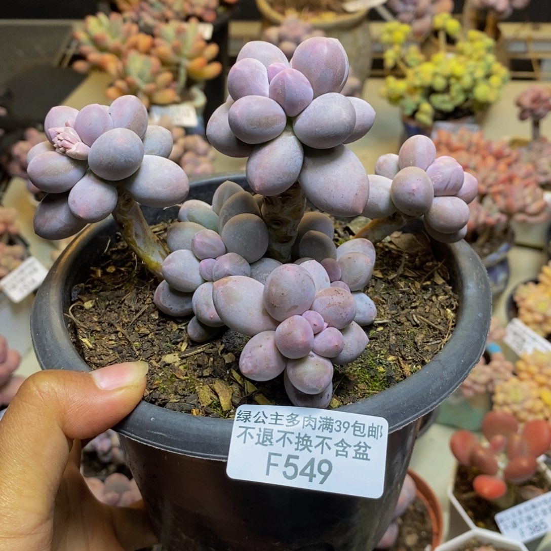 549香水手指奶多肉9c m