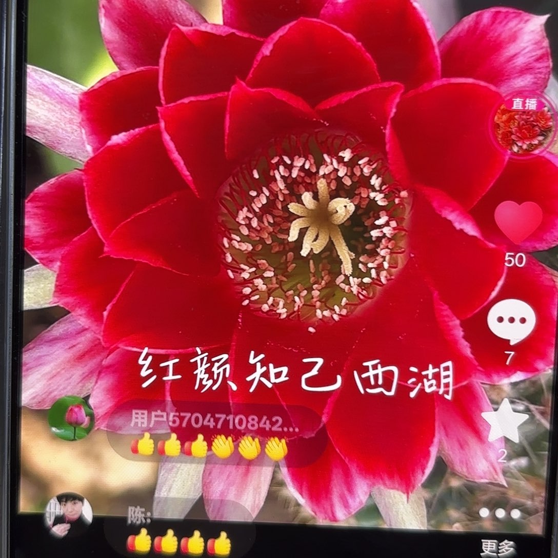 红颜自己丽花小小侧牙20包邮16
