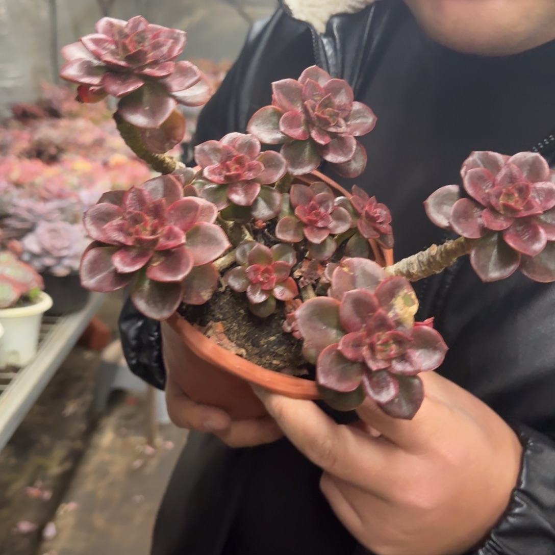 红酒巧克力整装整群