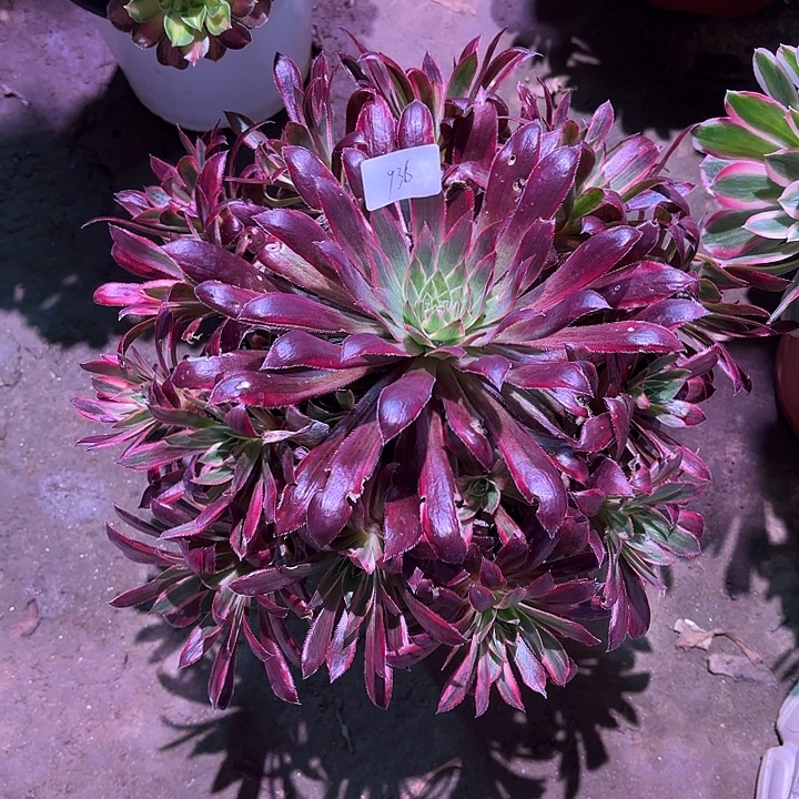 多肉植物惊鸿00936