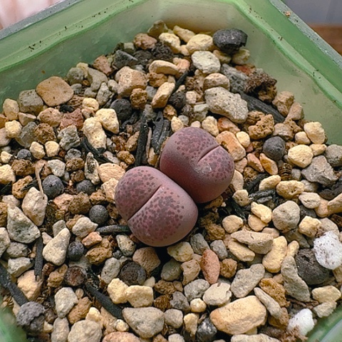 1356粉碧琉璃双头带盆土发货