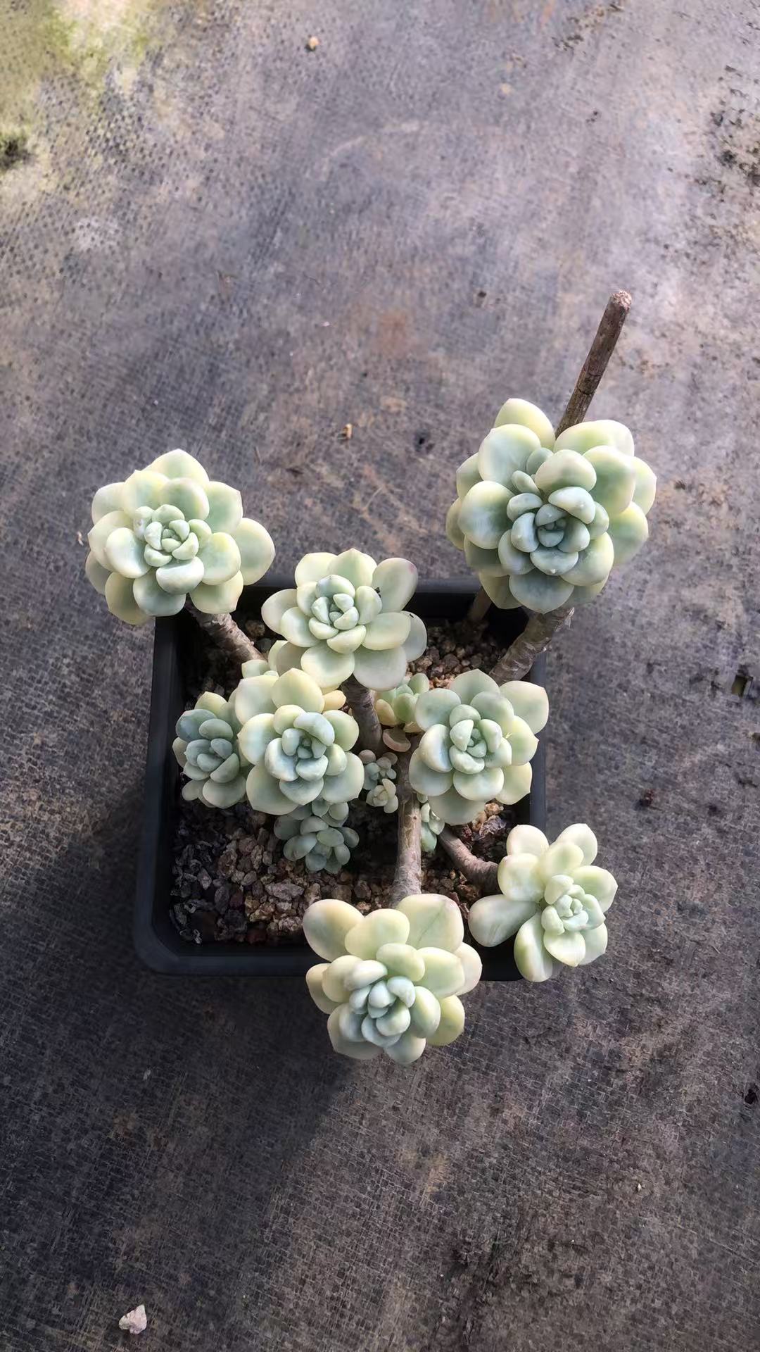 劳尔锦老桩精控 多肉植物