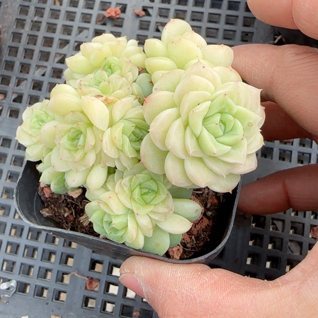 陈**儿【闪购商品】0215-58（ttp-219）