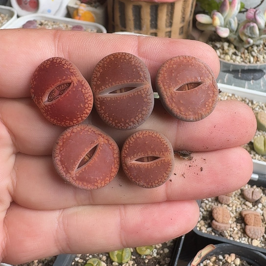 F***WA331鸡血石日轮多肉