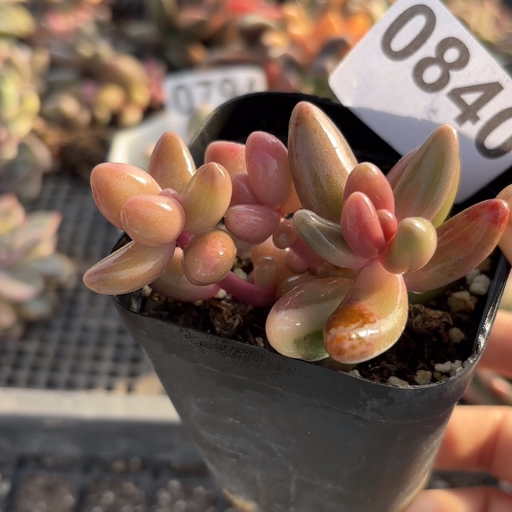 多肉植物满18包邮当场凑单