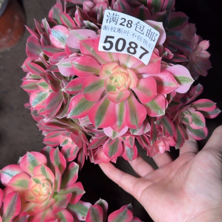 z***j5087女巫多肉植物