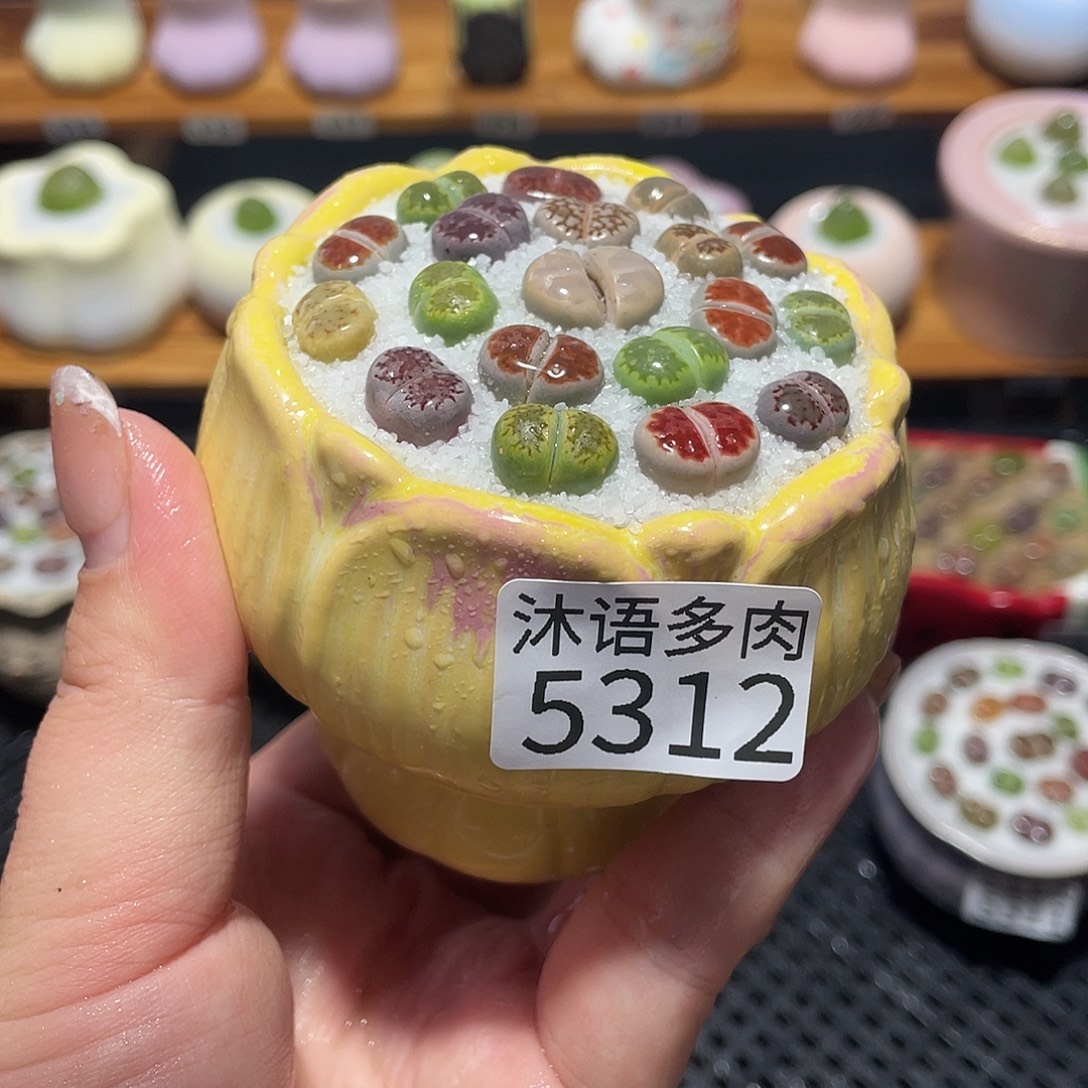 带盆土植物 一物一拍5312