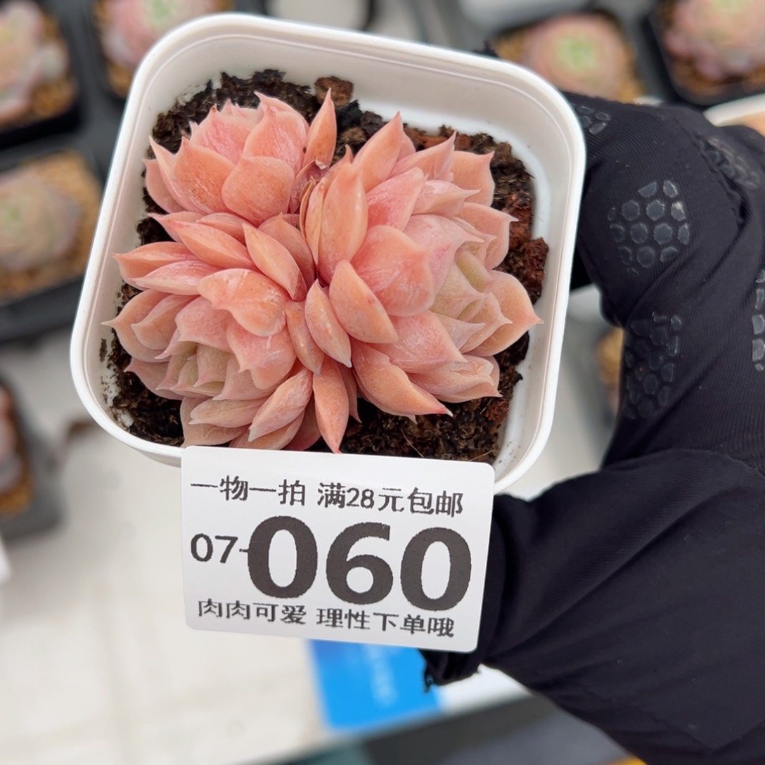 昂斯诺多肉多肉多肉多肉