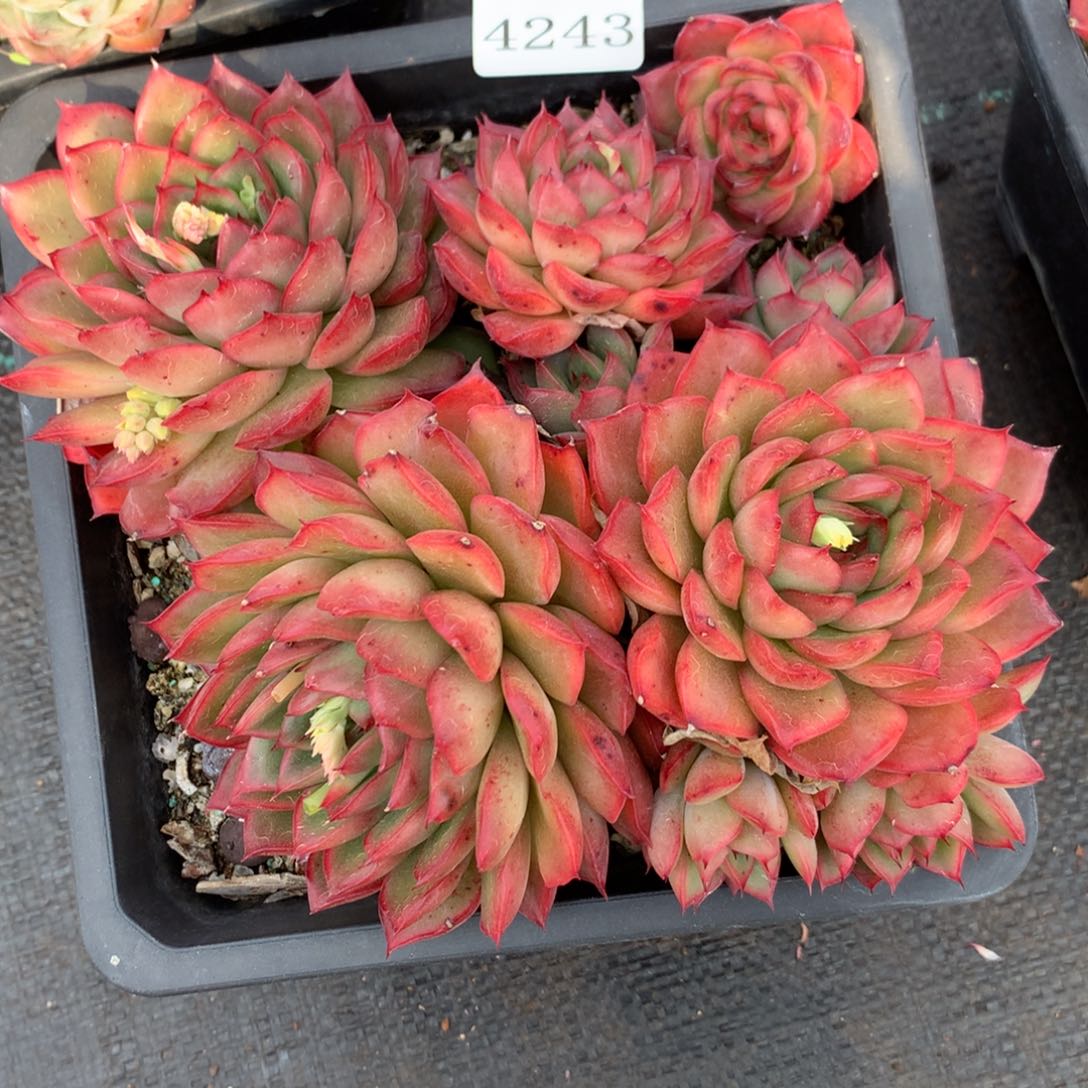 4243 杂交精品基地21厘米