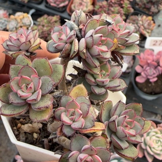 162灰姑娘多肉植物多