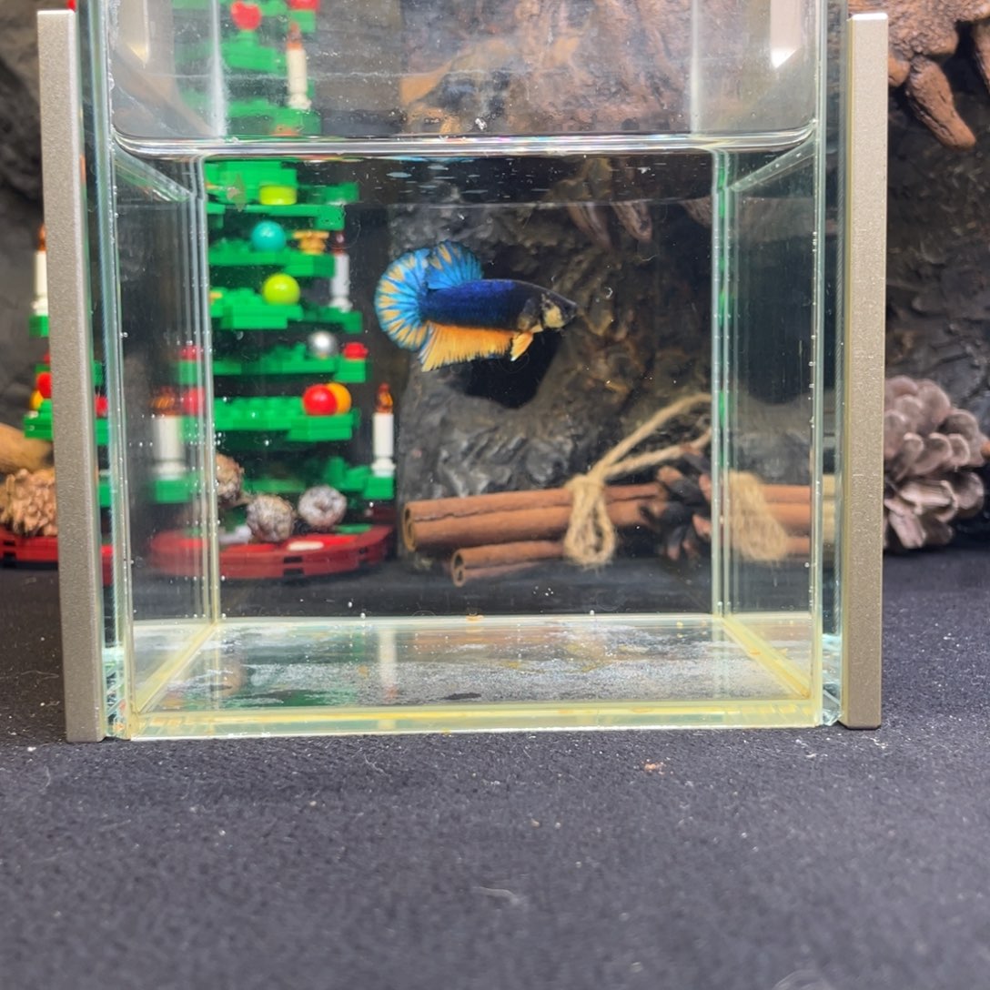 斗鱼十二月十四日竞价