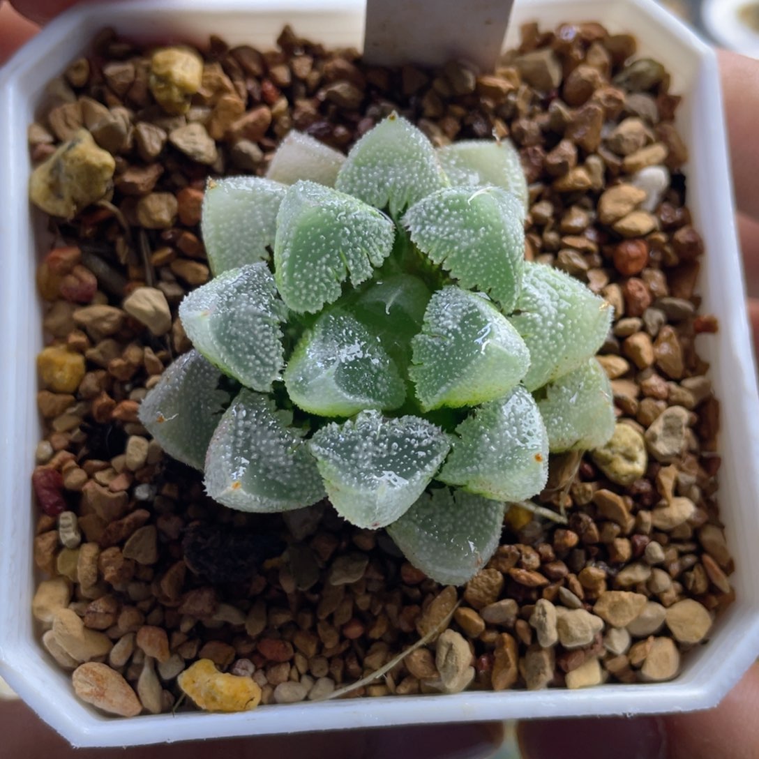 14.十二卷多肉全窗白化白帝城。   