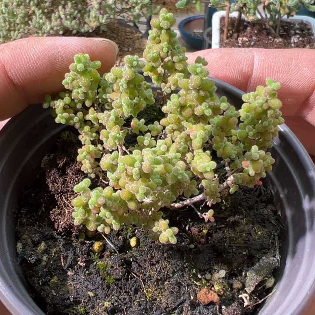 小小米90杯老桩福利