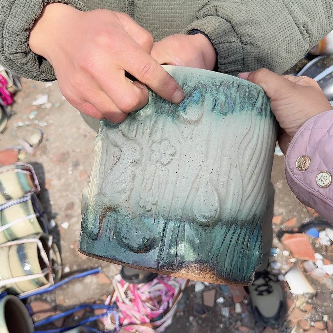 紫砂花盆树桩绿一个一个