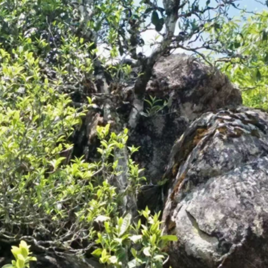 源头茶茶农分享2024年邦东大雪山（开播福利）100克生茶