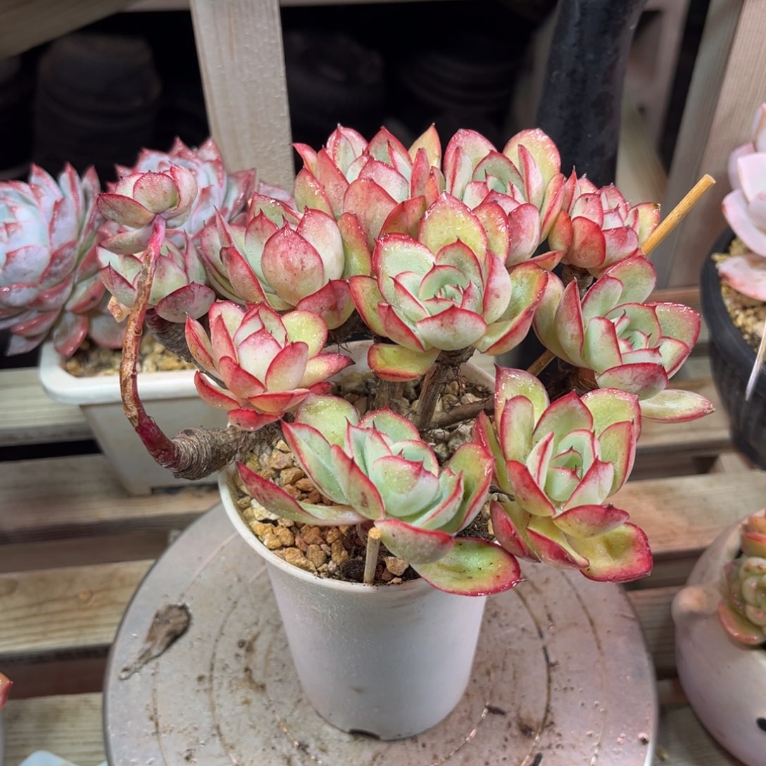 牡丹亭ducutanvnvnv