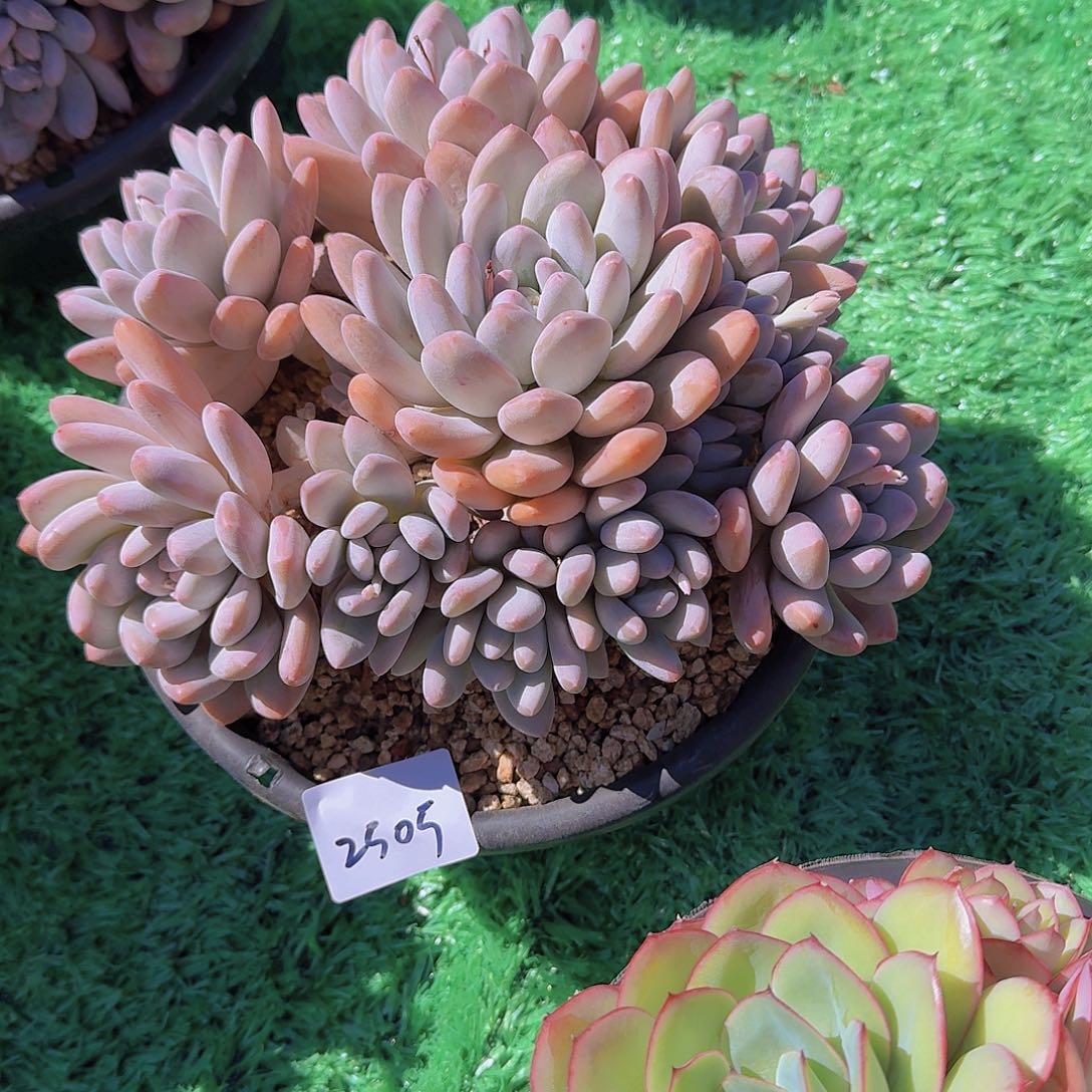 美*2505香水多肉植物