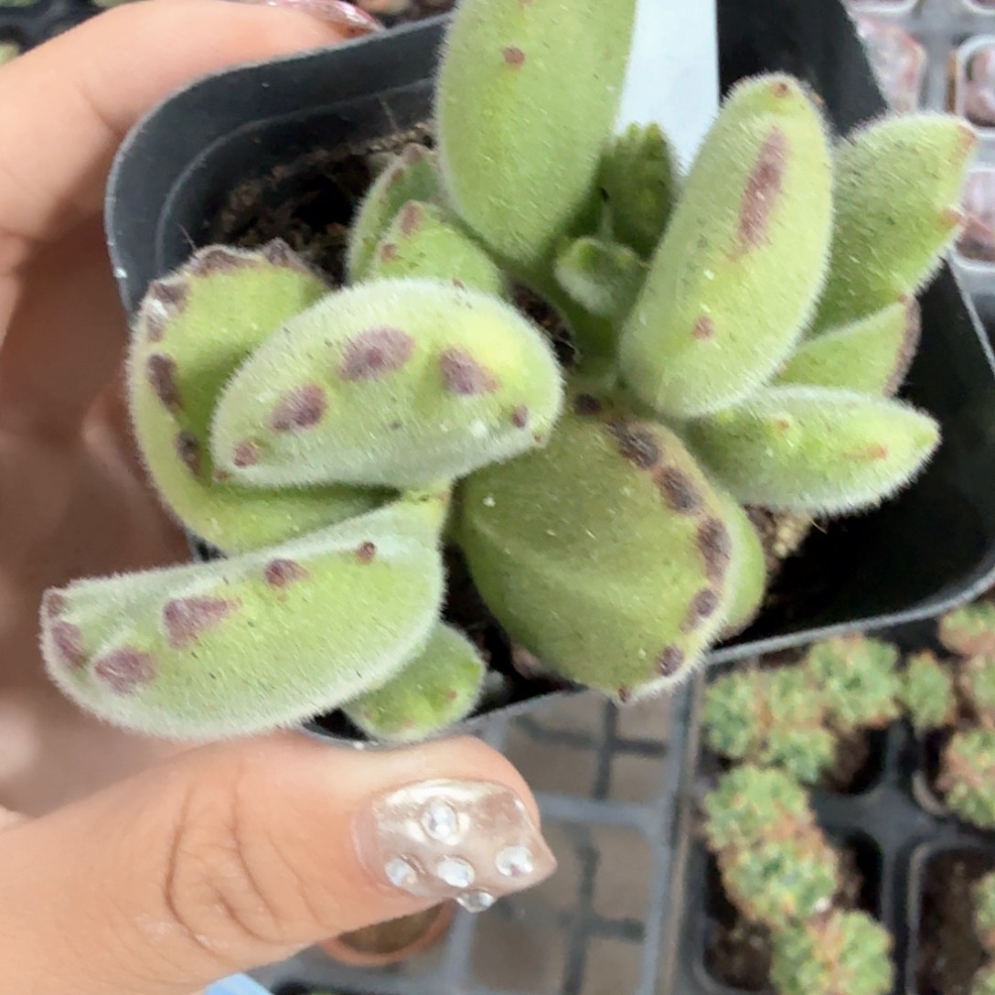 精品黄熊多肉植物