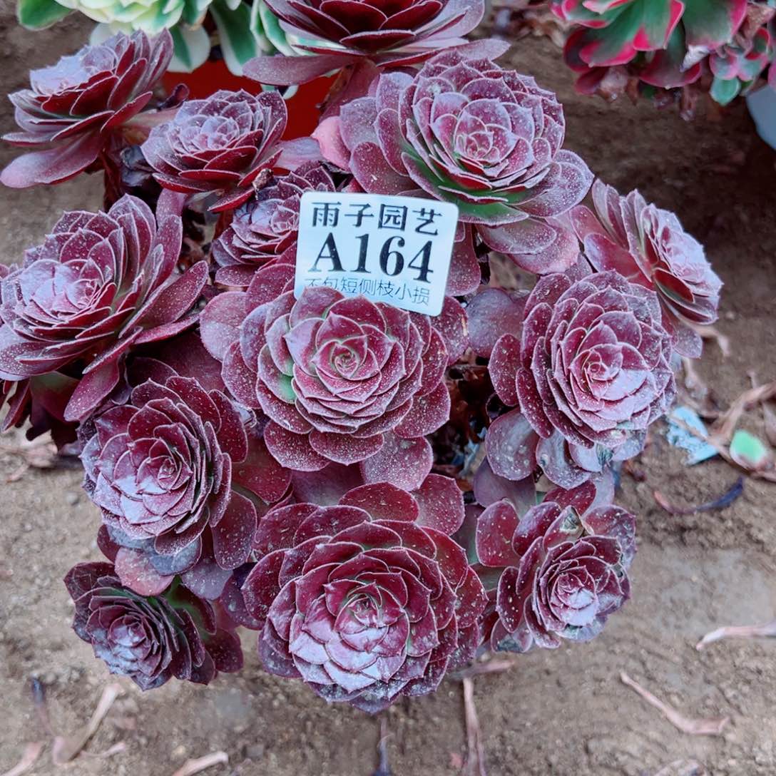164黑珍珠尺寸25左右
