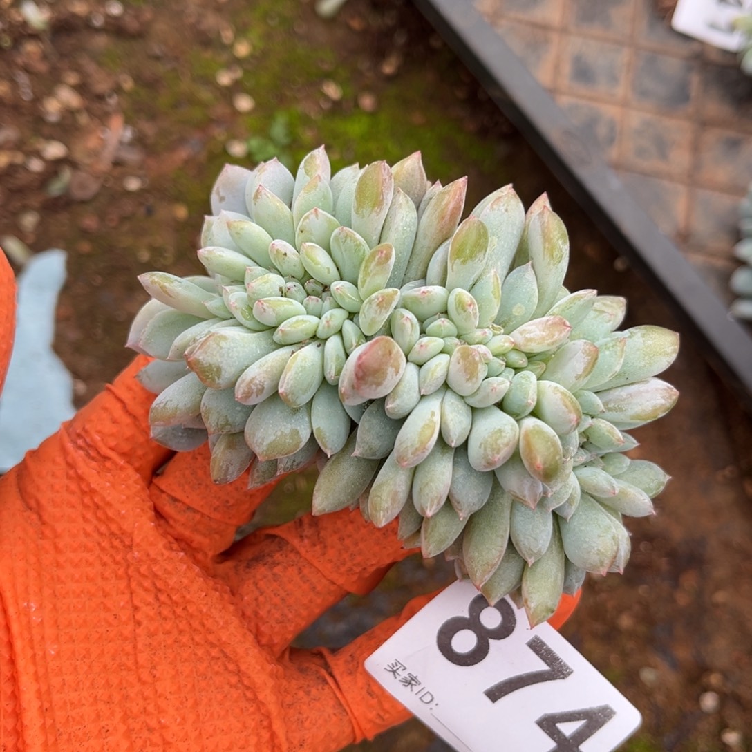 874号新疆西藏内蒙古不包邮的