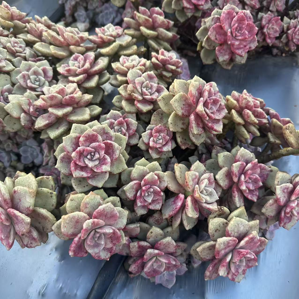 云漫多肉  地地栽鹅肝  20-25cm左右  多肉植物 