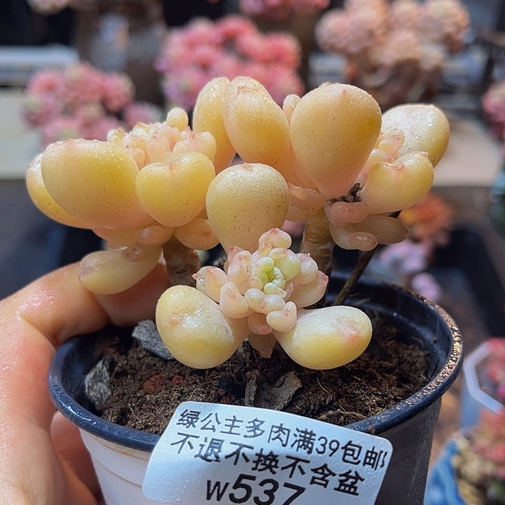 537比尔盖茨8 厘米