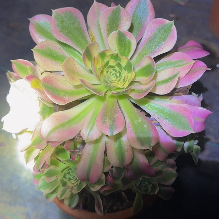 白凤亏本福利49多肉