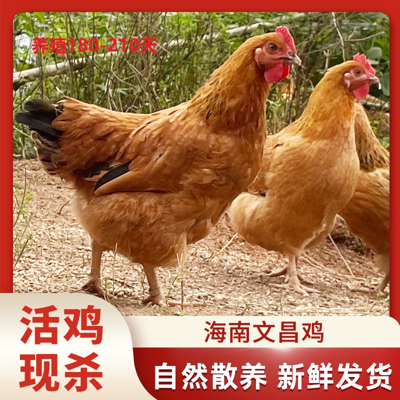 【海南文昌鸡】4只鸡 活鸡现杀现发180-210椰林散养文昌鸡净重8-9斤