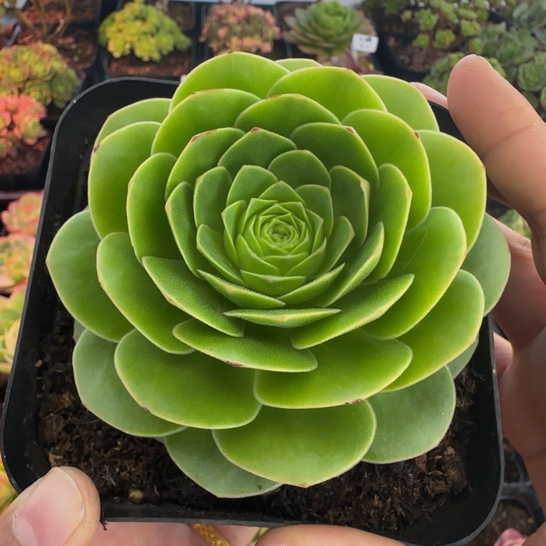 L703半城玫瑰绒宵不含盆土