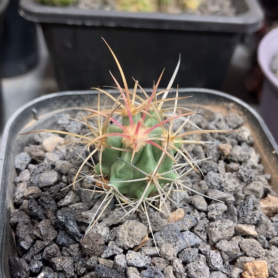 实生大龙冠仙人球