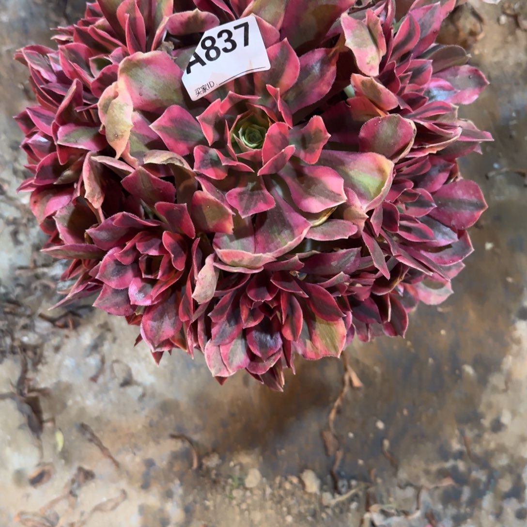 海***友粉女妖一物一拍837