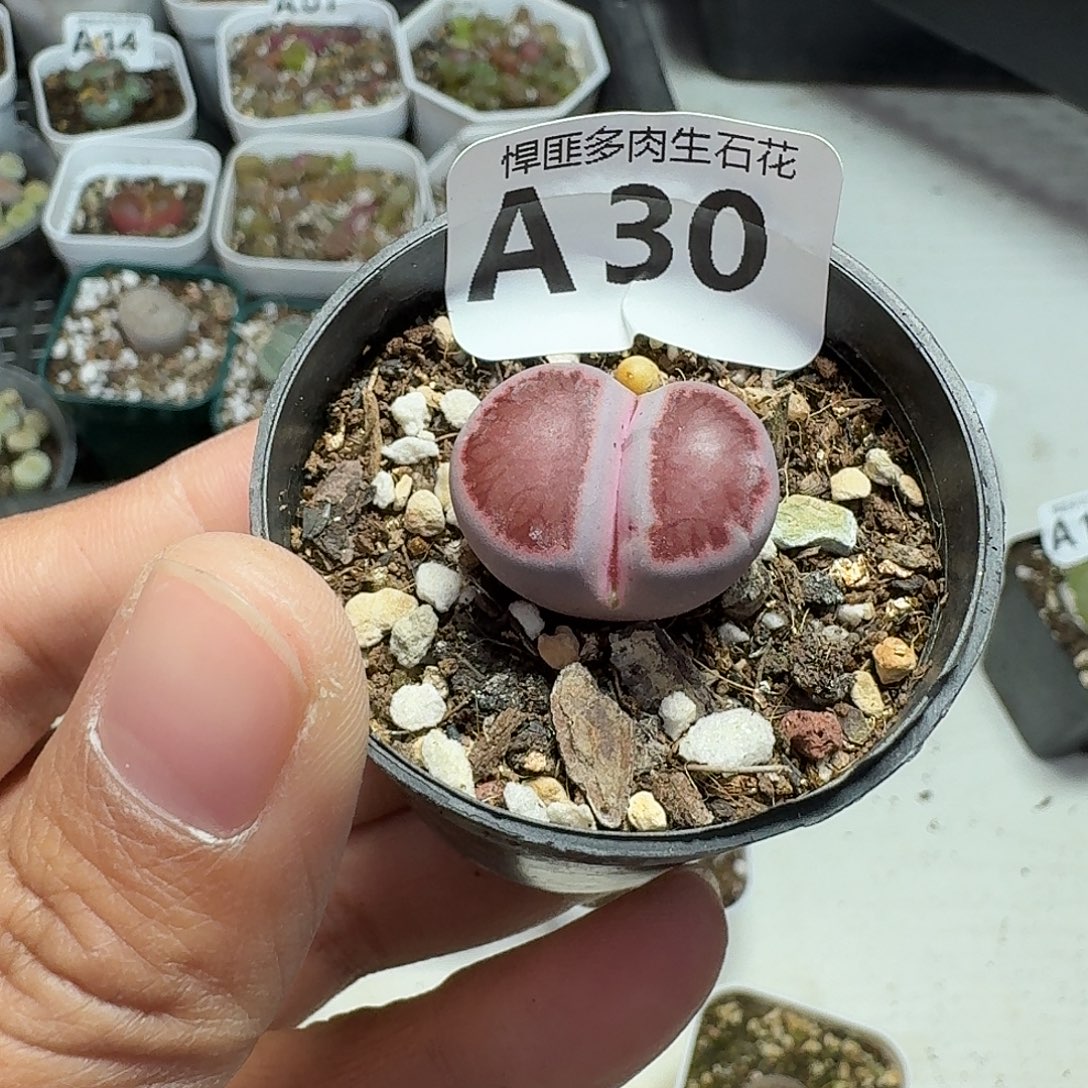 6多肉植物多肉植物