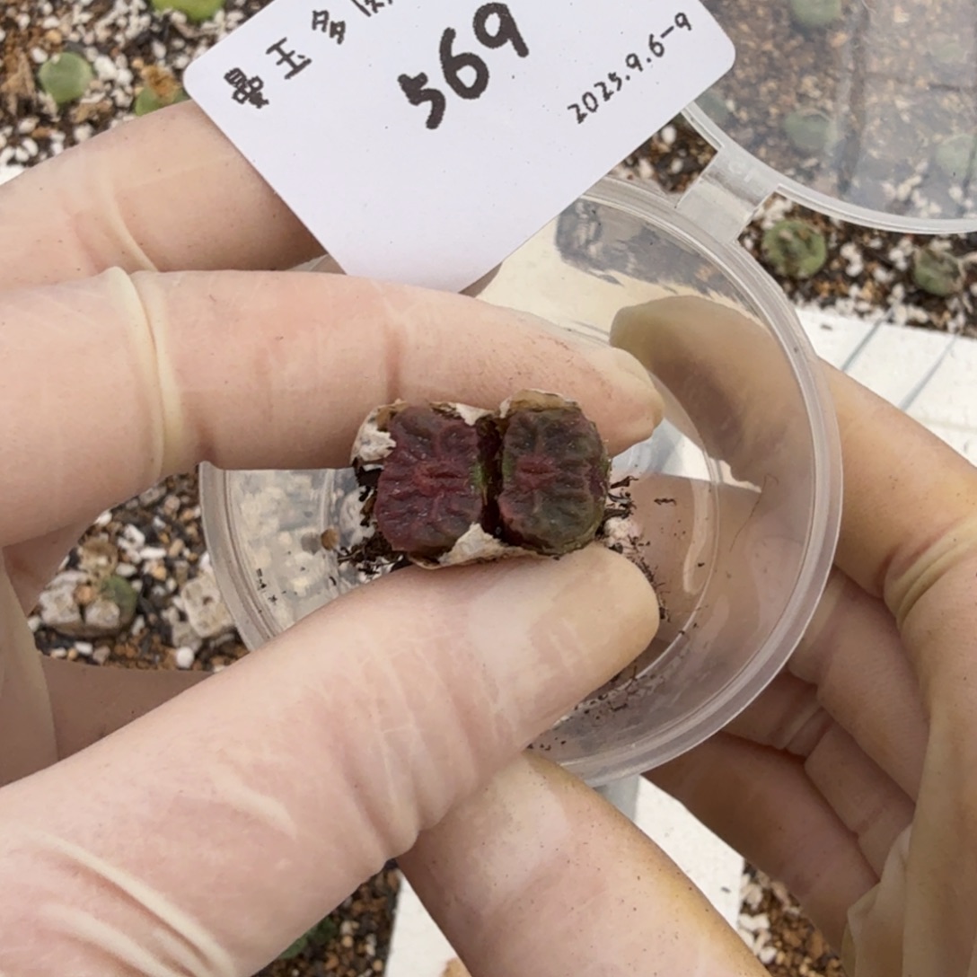q***6多肉多肉多肉9-569里面有一个种子